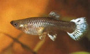 Fish Aquarium